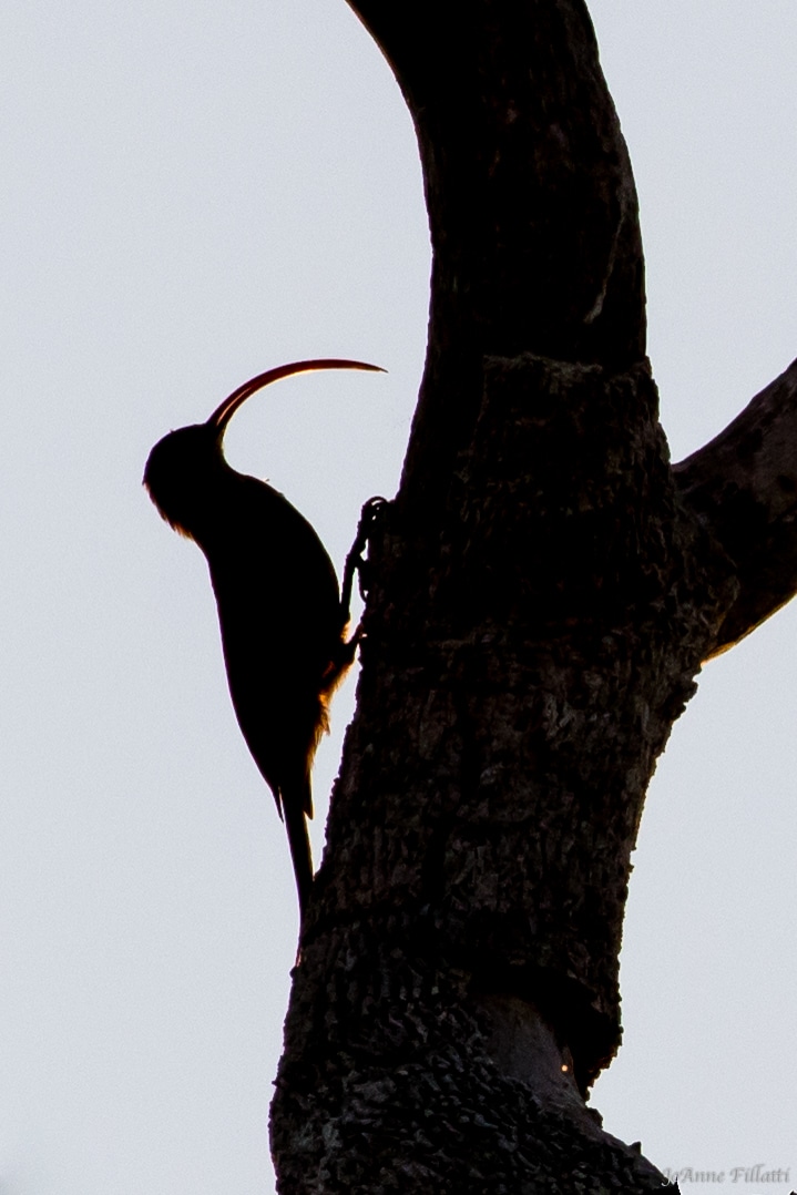 bird of brazil image 21